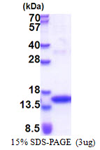 3 μg by SDS-PAGE under reducing condition and visualized by coomassie blue stain.